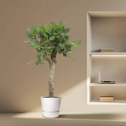 Ficus Benghalensis – Banyan – Feige auf Stamm – ca. 150cm Höhe – Zimmerpflanze mit großen glänzenden Blättern – Topfgröße Ø34cm – Elegante Innenraum