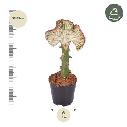 Euphorbia lactea Cristata Rot – Drachenknochenkaktus – Korallenkaktus – Exotische Zimmerpflanze – Sukkulente – Pflegeleicht – ↕30cm – Ø10,5cm