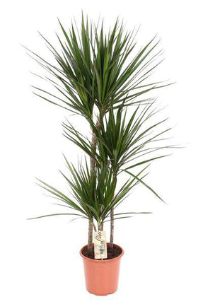 Drachenbaum – Dracaena Marginata – Ø21cm – 120cm hoch – Zimmerpflanze – Pflegeleicht & Stylisch