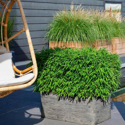 Fargesia murieliae Moontears Boobux – Bambus – immergrün & winterhart – nicht invasiv – Ø29cm – ↕70cm Höhe – ideal für Garten, Terrasse & Hecken