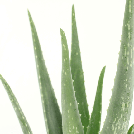 Sukkulente Aloe Vera – 2 Pflanzen – ca. 40cm Höhe – Ø12cm – pflegeleichte Zimmerpflanzen – luftreinigend & dekorativ