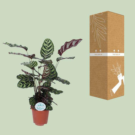 Pfauen-Korbmaranthe Calathea Makoyana – Zimmerpflanze Ø21cm – ca. 70cm hoch – Pflegeleichte, dekorative Zimmerpflanze mit auffälligem Blattmuster