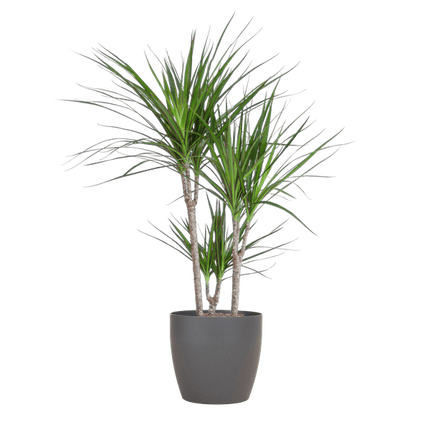 Drachenbaum – Dracaena Marginata – ↕95 cm – Ø21 cm-Topf + Design-Topf „Viber“ Grau – Pflegeleichte Zimmerpflanze – Luftreinigend & dekorativ