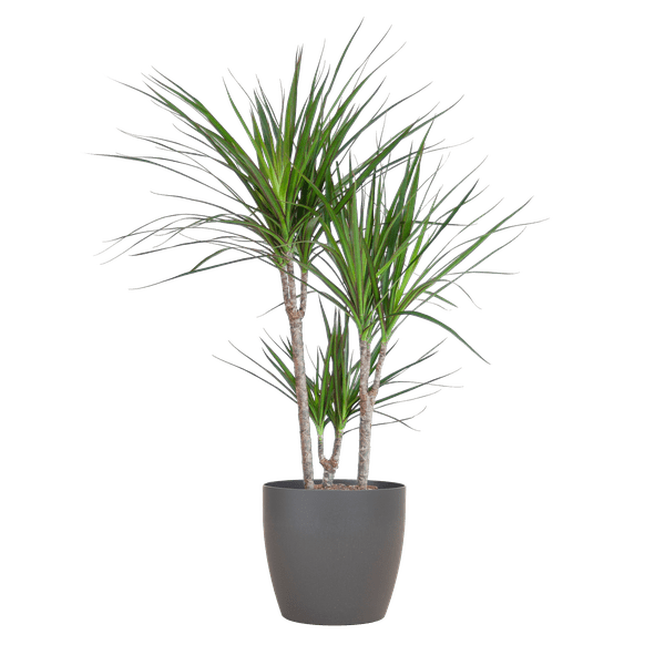 Drachenbaum – Dracaena Marginata – ↕95 cm – Ø21 cm-Topf + Design-Topf „Viber“ Grau – Pflegeleichte Zimmerpflanze – Luftreinigend & dekorativ