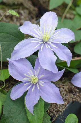 Waldrebe – Clematis 'Justa' – 3 Pflanzen – Ø15cm – ca. 65cm hoch – Winterharte Kletterpflanze mit weiß-rosa Blüten für Garten, Pergola & Zaun