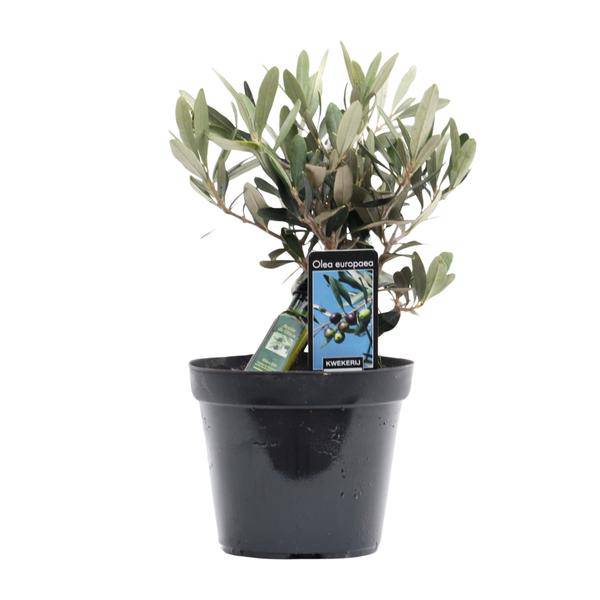 Olivenbaum – Olea europaea – ca. 25cm hoch – Ø13cm – Mediterrane Zimmerpflanze mit Flasche – Pflegeleicht & luftreinigend für Zuhause & Büro