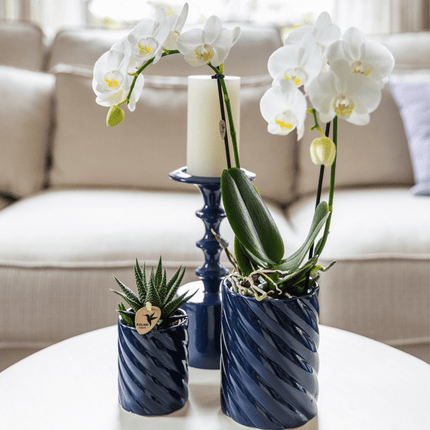 Amabilis Orchidee Weiß & Sukkulente Haworthia – Zimmerpflanzen Set – Candy Dekotöpfe Blau Ø9cm & Ø6cm – Pflanzenset für Wohnzimmer & Geschenkidee