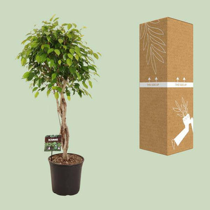 Birkenfeige – Ficus Benjamina Exotica – Ø27cm – ↕120cm – Große Zimmerpflanze mit üppigem, grünem Laub – Pflegeleichte & dekorative Grünpflanze für Wohnzimmer & Büro