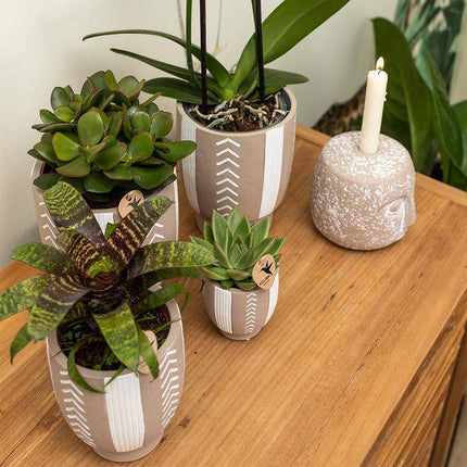 Sukkulente Echeveria Miranda – Grüne Zimmerpflanze – Rosettenform – Ø9cm – Pflegeleicht & Dekorativ