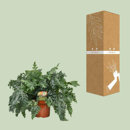 Tüpfelfarn Phlebodium Davana – Zimmerpflanze – Ø26cm – ↕60cm – Goldener Farn mit eleganten Wedeln – Pflegeleicht & dekorativ
