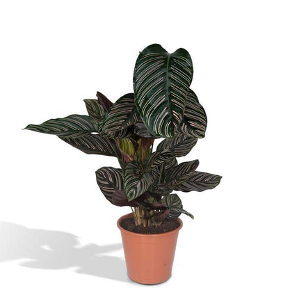 Calathea Ornata Korbmarante – Zimmerpflanze – Ø19cm ↕75cm – Dunkelgrüne Blätter mit rosa Streifen – Tropische Pflanze für Wohnräume