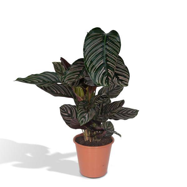 Calathea Ornata Korbmarante – Zimmerpflanze – Ø19cm ↕75cm – Dunkelgrüne Blätter mit rosa Streifen – Tropische Pflanze für Wohnräume