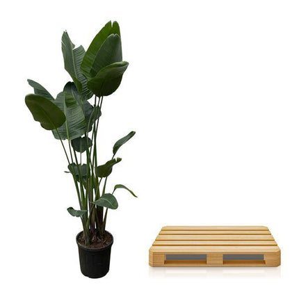 Strelitzia Nicolai – Baumstrelitzie – Zimmerpflanze 250cm – Ø50cm – Weißer Paradiesvogel mit großen grünen Blättern – Exotische Zimmer- & Kübelpflanze – Für helle Innenräume