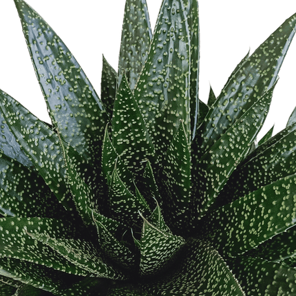 Gasteria d Due – Sukkulente Zimmerpflanze – Dunkelgrün gefleckte Blätter – Höhe ca. 17cm – Pflegeleicht & dekorativ – Direkt vom Züchter