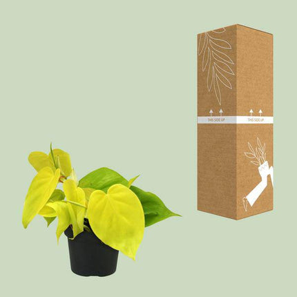 Baumfreund Philodendron Lime – Ø12cm – ↕20cm – Pflegeleichte Zimmerpflanze mit leuchtend grünen Blättern – Tropische Grünpflanze für Wohnzimmer, Büro & Schlafzimmer