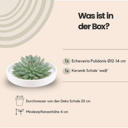 Sukkulente – Echeveria pulidonis Rootless – Ø20cm Schale Weiß – Zimmerpflanze ohne Wurzeln – Pflegeleichte Schnitt
