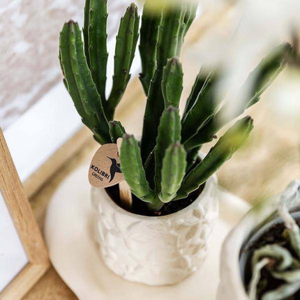 Star Fish Blumentopf Off White Ø9cm – Dekorativer Keramiktopf mit Seestern-Muster – Sommerlicher Pflanzentopf im maritimen Design – Blumendeko für Wohnzimmer, Küche & Bad