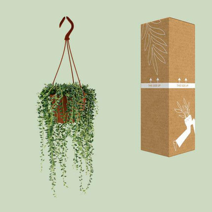 Erbsenpflanze – Senecio Herreianus – Zimmerpflanze – Ø12cm – ca. 20cm hoch – pflegeleichte Sukkulente mit hängenden Erbsen-ähnlichen Blättern