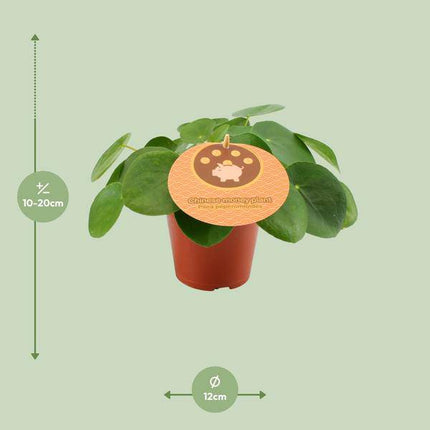 Chinesischer Geldbaum Pilea Peperomioides Zimmerpflanze Ø12cm ↕20cm – pflegeleichte Grünpflanze für Wohnzimmer, Büro & helle Standorte kaufen