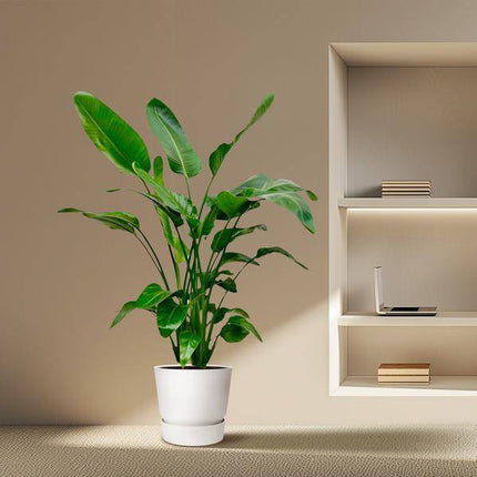 Baum-Strelitzie – Strelitzia Nicolai – Zimmerpflanze – 150cm – Ø24cm – tropische Bananenpflanze mit großen grünen Blättern für Wohnzimmer, Büro und Wintergarten
