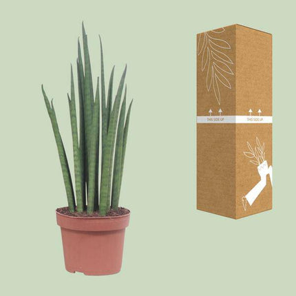 Bogenhanf – Sansevieria Mikado – Zimmerpflanze – Ø12cm – ↕40cm – Schwiegermutterzunge – pflegeleichte grüne Pflanze mit schwertförmigen Blättern