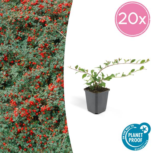 Teppichmispel Cotoneaster dammeri 'Major' – 20 Pflanzen – ↕25cm – Ø9cm – Bodendecker – Blühend & pflegeleicht – Sonne & Schatten