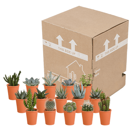 Sukkulenten & Kakteen Mix – 15 Pflanzen – Ø5,5cm Zimmerpflanzen im Terrakotta-Topf – Bunte Mischung aus verschiedenen Sukkulenten & Mini-Kakteen – Pflegeleichte Pflanzen für Fensterbank, Büro & Wohnzimmer