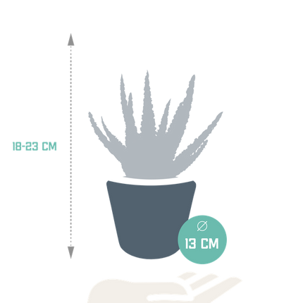 Aloe Zebrina Dannyz – Ø10,5cm Zimmerpflanze im weißen Topf – Sukkulente mit sternförmigen Blättern & orangefarbenen Akzenten – Pflegeleichte Pflanze für Fensterbank, Büro & Wohnzimmer