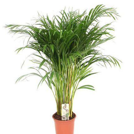 Goldfruchtpalme - Dypsis Lutescens - Areca Palme - Zimmerpflanze - Ø24cm - ↕120cm – Elegante tropische Palme – Luftreinigend & pflegeleicht