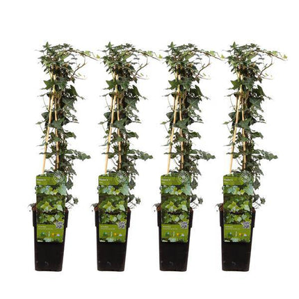 Gemeiner Efeu – Hedera helix – 4 Pflanzen – Ø15cm – ca. 65cm hoch