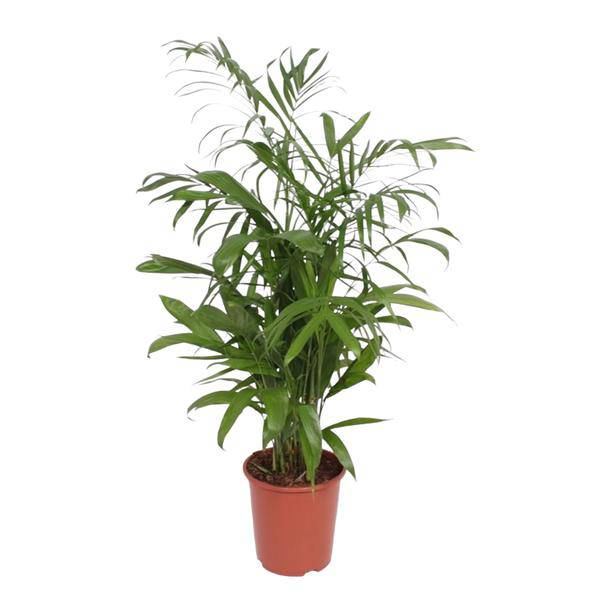 Bambuspalme Chamaedorea Seifrizii Zimmerpflanze Ø27cm ↕140cm – tropische Grünpflanze für Wohnzimmer, Büro & helle Standorte kaufen
