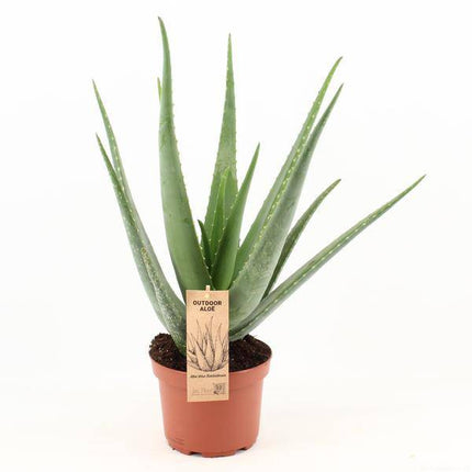 Echte Aloe Vera – Zimmerpflanze – Ø19cm – ca. 70cm hoch – Sukkulente mit heilender Wirkung