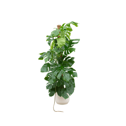 Monstera Pertusum – Fensterblatt – ca. 150cm hoch – Ø30cm – inkl. Übertopf – XXL Zimmerpflanze mit großen Blättern