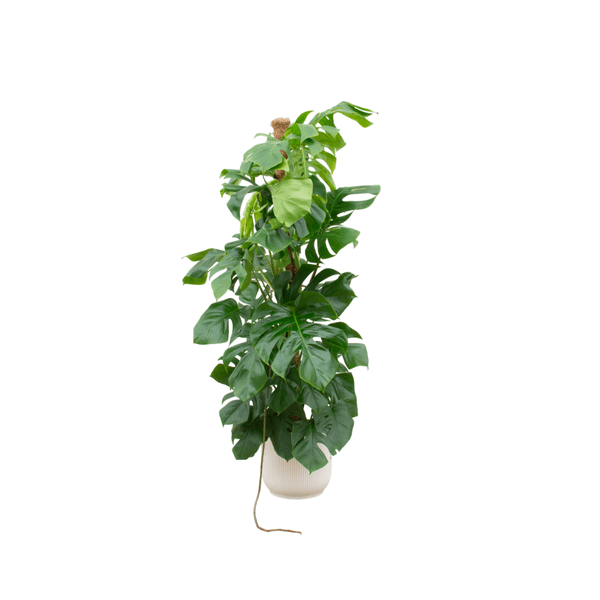 Monstera Pertusum – Fensterblatt – ca. 150cm hoch – Ø30cm – inkl. Übertopf – XXL Zimmerpflanze mit großen Blättern