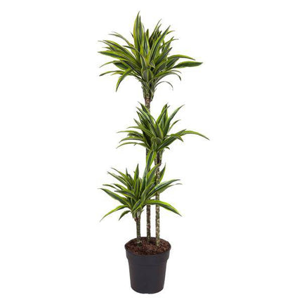 Drachenbaum Zimmerpflanze Ø24cm ↕140cm – pflegeleichte Grünpflanze für Wohnzimmer, Büro & helle Standorte kaufen