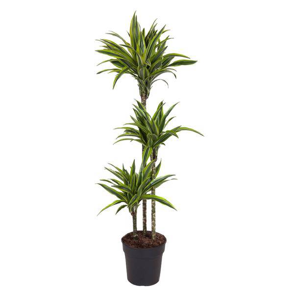 Drachenbaum Zimmerpflanze Ø24cm ↕140cm – pflegeleichte Grünpflanze für Wohnzimmer, Büro & helle Standorte kaufen