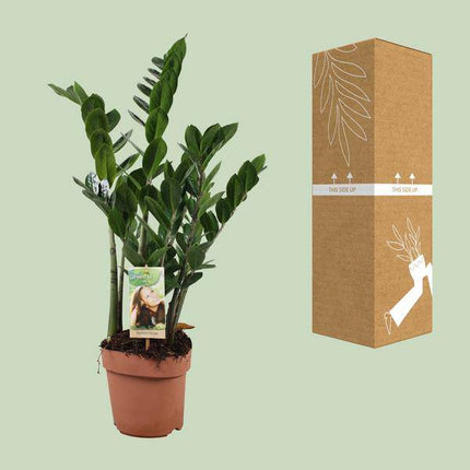 Glücksfeder – Zamioculcas zamiifolia – ZZ-Pflanze – Ø17cm – Höhe ca. 70cm – Pflegeleichte Zimmerpflanze – Robuste luftreinigende Grünpflanze für Innenräume
