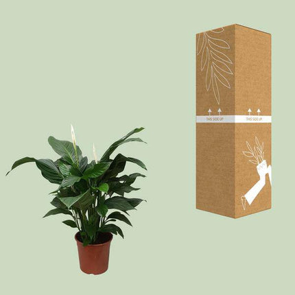 Einblatt Spathiphyllum Sweet Silvana – Ø24cm – ↕80cm – Pflegeleichte Friedenslilie mit weißen Blüten – Luftreinigende Zimmerpflanze für Wohnzimmer, Büro & Schlafzimmer