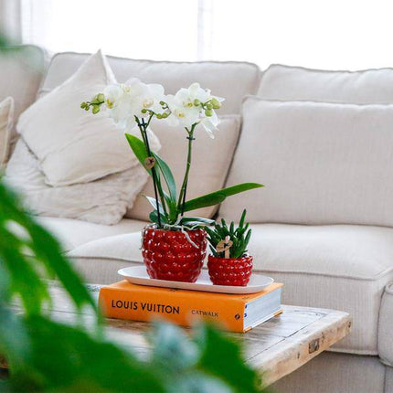 Set aus weißer Orchidee & Rhipsalis auf Bambustablett Zimmerpflanze – pflegeleichte Sukkulente für Wohnzimmer, Büro & helle Standorte kaufen