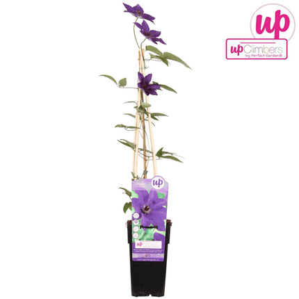 Waldrebe – Clematis 'The President' – Ø15cm – ↕65cm – Kletterpflanze mit lila Blüten – ideal für Pergolen, Zäune & Rankhilfen
