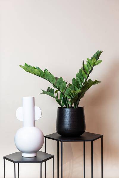 Kunstpflanze Zamioculcas – Zimmerpalme – 70cm – Hochwertige künstliche Pflanze mit naturgetreuen Blättern – Immergrüne Dekopflanze für Wohnzimmer, Büro & Innenräume – Pflegefrei & langlebig