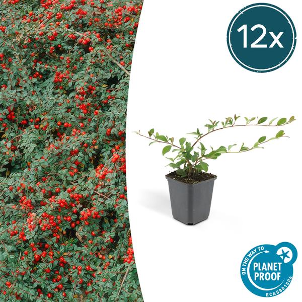 Teppich-Zwergmispel Cotoneaster dammeri – 12 Pflanzen – ↕10-25cm – Ø9cm – Bodendecker – Blühend & pflegeleicht – Sonne & Schatten