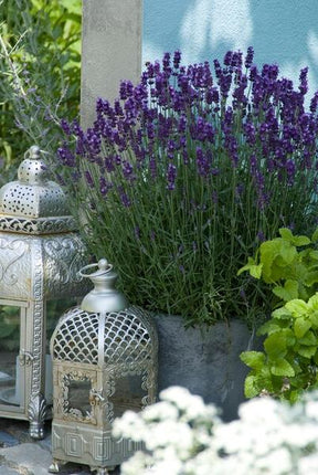 Lavendel – Lavandula angustifolia 'Hidcote' – Zierpflanze – Ø9 cm – 12 Pflanzen – blühfreudig & pflegeleicht – Sommerblüte