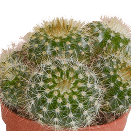 Sukkulenten & Kakteen Mix 10 Pflanzen Ø5,5cm – pflegeleichtes Pflanzen Set für Urban Jungle, Fensterbank, Wohnzimmer & Büro