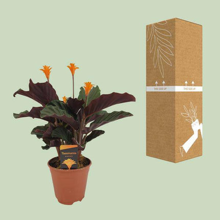 Safran-Korbmarante – Calathea Crocata – Ø14cm – ca. 40cm hoch – Exotische Zimmerpflanze mit auffälligem Blattmuster – Pflegeleichte Pflanze für Wohnzimmer, Büro & Schlafzimmer