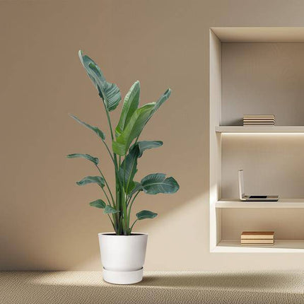Baum-Strelitzie – Strelitzia Nicolai – Zimmerpflanze 210cm – Ø27cm – Weißer Paradiesvogel mit großen grünen Blättern – Tropische Kübelpflanze für Innen & geschützte Außenbereiche