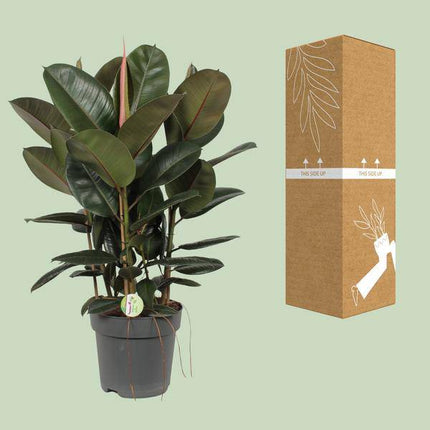 Ficus Robusta – Gummibaum – Zimmerpflanze – Ø27cm – ↕90cm – große immergrüne Pflanze mit glänzenden Blättern für Wohnzimmer & Büro