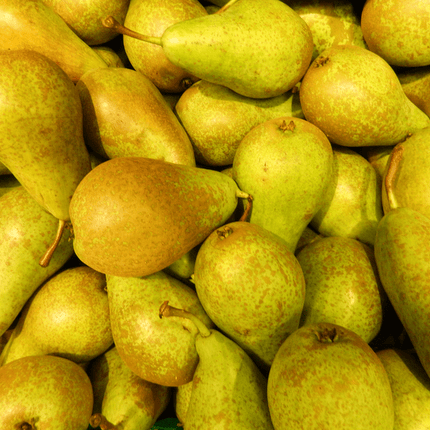 Bio Birnenbaum – Pyrus – Ø20 cm – ca. 60 cm hoch – Obstbaum für Garten & Balkon – pflegeleicht & gesund