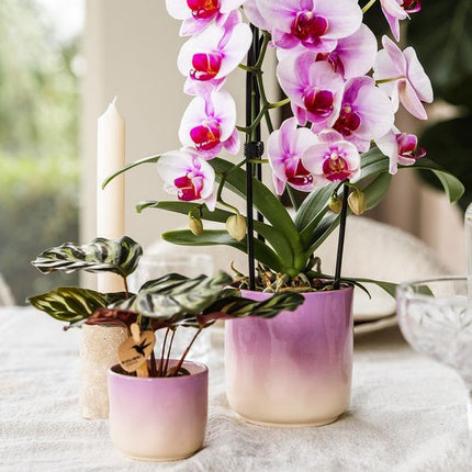 Gradience Übertopf Rosa – Ø6cm – Blumentopf mit Farbverlauf – Glänzender Keramiktopf für Sukkulenten & Mini – Orchideen