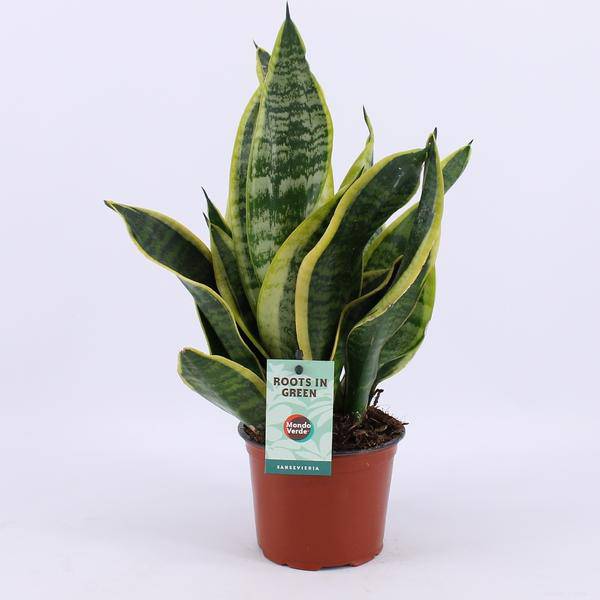 Bogenhanf Sansevieria Futura Superba – Ø12cm – 35cm hoch – Robust & pflegeleicht – Zimmerpflanze für Zuhause & Büro